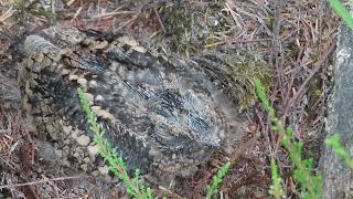 Nightjar chick [upl. by Nnaeed]