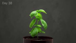 🌱 Growing Basil Time Lapse  40 days in 1 minute [upl. by Dru]