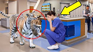 Tigre Invade Hospital Enfermeira Caiu em Lágrimas Quando Descobriu o Motivo [upl. by Saint]