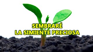 himno Sembraré la simiente preciosa pista con letra [upl. by Atem]