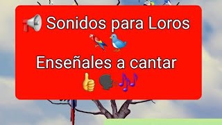 MUSICA PARA LOROS🦜Silbido de la CUCARACHA para estimular el canto a los LorosPeriquitosAgapornis [upl. by Fielding]