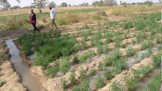 Furrow irrigation using a petrol pump [upl. by Chiquita186]