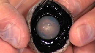 Detailed Cow Eye Dissection Part II Jr High High School and College Review [upl. by Eniamor]