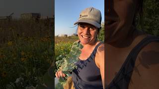 First time eucalyptus grower here and it’s gorgeous shorts flowers eucalyptus farm cutflowers [upl. by Imef]