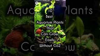 Top 10 best aquarium plants that can easily grow without CO2❣️ shorts aquariam KeenFacts2805 [upl. by Incrocci719]