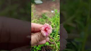 Bicolour portulaca flower music song love [upl. by Lyrahs429]