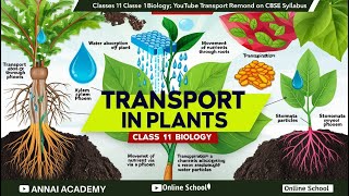 Mastering Plant Transport How Water and Nutrients Move in Plants [upl. by Ameekahs]