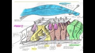 ORL ANATOMIE DE L’OREILLE [upl. by Gelasias]