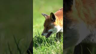 The Enchanting World of Foxes animals wildlife discovery fox foxes [upl. by Lunna437]