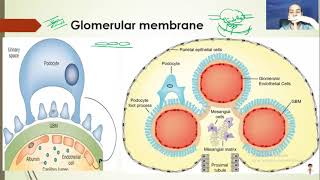 Nerd Renal Physiology3 Glomerular Filtration Rate  Plasma Clearance [upl. by Crissie803]