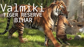 Valmiki tiger reserve 🐅l Valmiki wildlife l National park l Kashmir of Bihar [upl. by Jegger736]