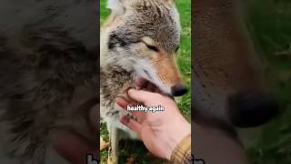 Humans can actually be friends with wolves shortvideo rescue anime wolf [upl. by Sproul]