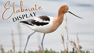 American Avocet  Elaborate Mating Display [upl. by Papagena]