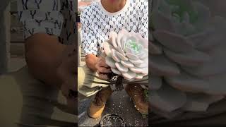 Useful tips for succulents 🪴 suculentas 다육이들 多肉植物 garden Shorts [upl. by Gyasi]