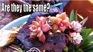 Not the same succulent  VLOG 12 Succulents amp Coffee w Liz [upl. by Salb]