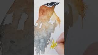 Full Cedar Waxwing watercolor tutorial on my channel [upl. by Rocker]