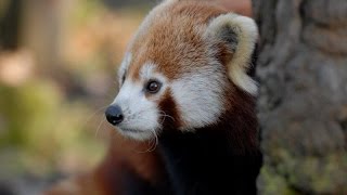 Zoo Görlitz ROTE PANDAS im Tierpark Görlitz [upl. by Anatnahs690]