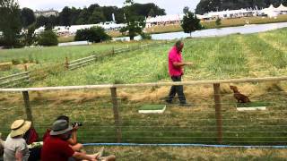 Spaniel gundog training by Ian Openshaw  CLA 2013  1 [upl. by Lorilyn93]