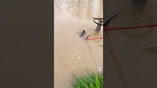 Rescue Big Turtle Stuck in Flooded Pipe rescue rescueanimals unclog satisfying trend shorts [upl. by Largent]