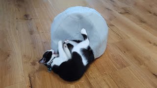 Kitten Oreo playing with her CAT CAVE oreothecat [upl. by Alf]