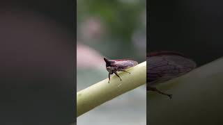 Treehoppers nature relaxing relaxingmusic meditationmusic live kpop cute [upl. by Gayner]