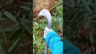 kefen technique for removing leaves from bamboo stems shorts [upl. by Ycnej]