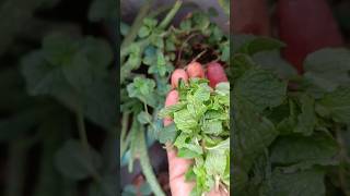 Pudinafresh Mint Harvesting from kitchen Garden shortsorganicgardening [upl. by Ainehs]