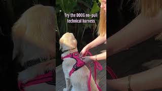 DOOG No Pull Harness [upl. by Clement]