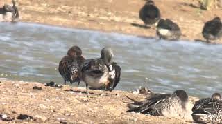 American Wigeon  Kilnsea Wetlands [upl. by Morice238]