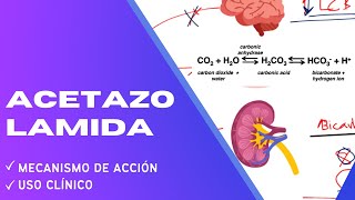 FÁCIL Acetazolamida  Mecanismo de acción [upl. by Ivett125]