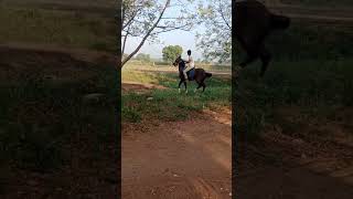 🐴horse punjabisong punjabi remix ghoda horse horseriding song trending viralvideo [upl. by Neiviv]