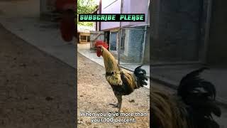 Rooster Falls Over Crowing  Funny Rooster  Shorts32 [upl. by Okiron]