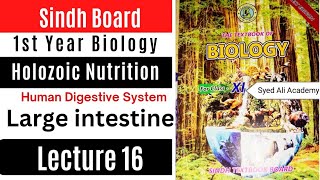 large intestine  holozoic nutrition  human Digestive System class 11 biology Sindh board new book [upl. by Etennaej]