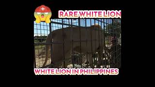 RARE WHITE LION IN PHILIPPINES  BALUARTE NI CHAVIT SINGSON  BALUARTE ZOO IN VIGAN ILOCOS [upl. by Reivaz937]