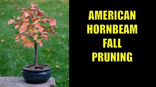 Pruning and Fall Color Progression of my American Hornbeam Bonsai [upl. by Farnsworth506]