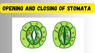 Opening and Closing of Stomata [upl. by Chastain454]