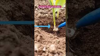 Hypogeal Seed Germination in maize [upl. by Gore]