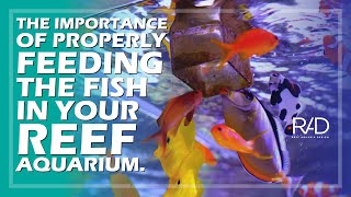 THE IMPORTANCE OF PROPERLY FEEDING THE FISH IN YOUR REEF AQUARIUM BY REEF AQUARIA DESIGN [upl. by Guinn]