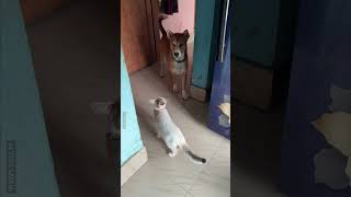 Cat Vs Dog Who Wins 😂🐾 [upl. by Taft]