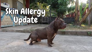 American Bully Skin Allergy Treatment  Vitamins for 4Month Old Bully Puppy [upl. by Darsie]