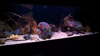 Feeding my Central American cichlids Thorichthys Vieja and Paratheraps [upl. by Adriane]