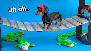 Wiener Dog Obstacle Challenge Extended Version [upl. by Rolph751]