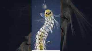 Kıl kurdu  Biyoloji Animasyon biology biyoloji [upl. by Krein789]