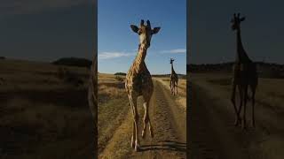 Giraffe Fight You Wont Believe How They Battle 🦒🔥Shorts wildlifeantics animals wildlife [upl. by Leola626]