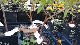 Fall Plant Sale Brambleberry Farm Plant Inventory November 1st 2024 [upl. by Evered]