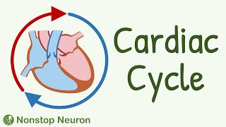 Cardiac Cycle  Systole Diastole Blood flow in heart Movement of Valves [upl. by Kho]