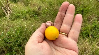 How Many Different Garcinia Fruit Trees Are Fruiting In November [upl. by Jourdan287]