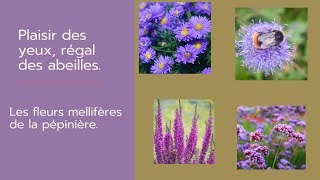 Les fleurs vivaces mellifères catalogue printemps 2025 [upl. by Chura316]