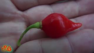 ⟹ Biquinho Pepper  Capsicum chinense  Pod Review [upl. by Nosila515]