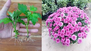 How to grow Chrysanthemum Very easy method  Chrysanthemum Propagation [upl. by Nave]